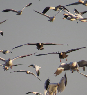 Guided Waterfowl Hunt in Texas