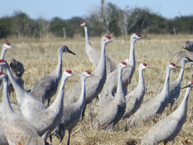 Sandhill Crane Hunt Texas