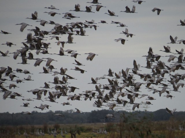 Sandhill Crane Hunt Texas