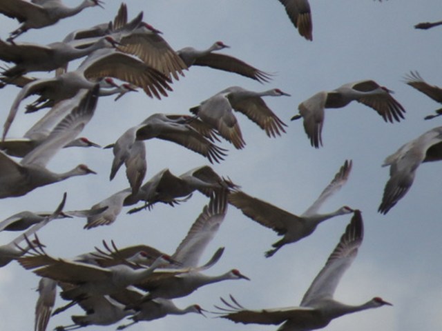 Sandhill Crane Hunt Texas