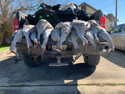 Sandhill Crane Hunting Texas