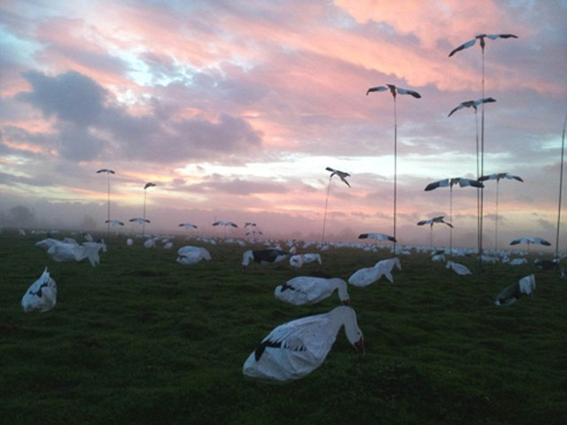 Goose Hunting in Texas