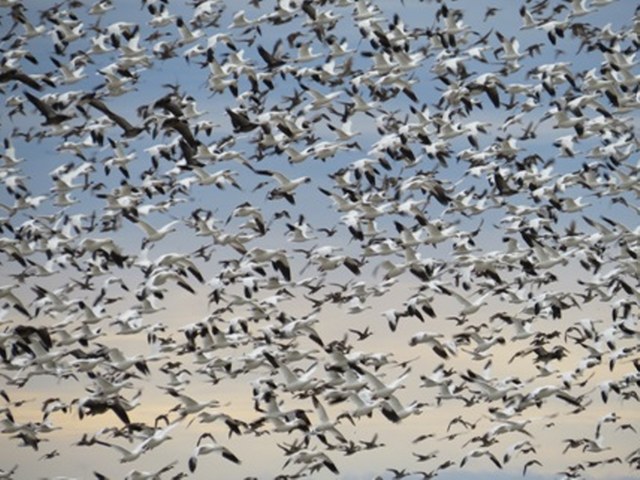 Goose Hunting in Texas