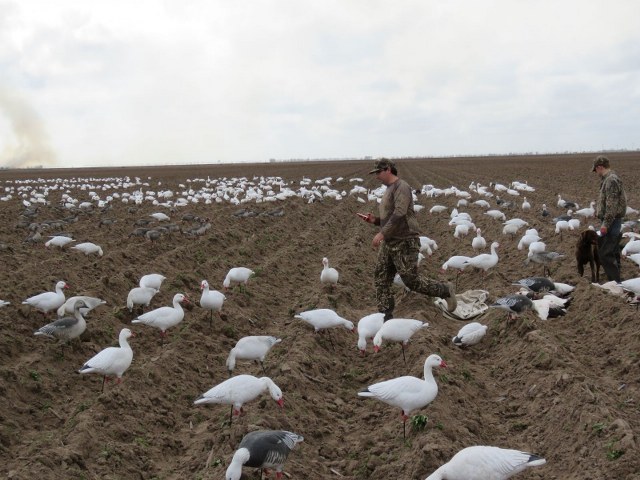 Goose Hunting in Texas