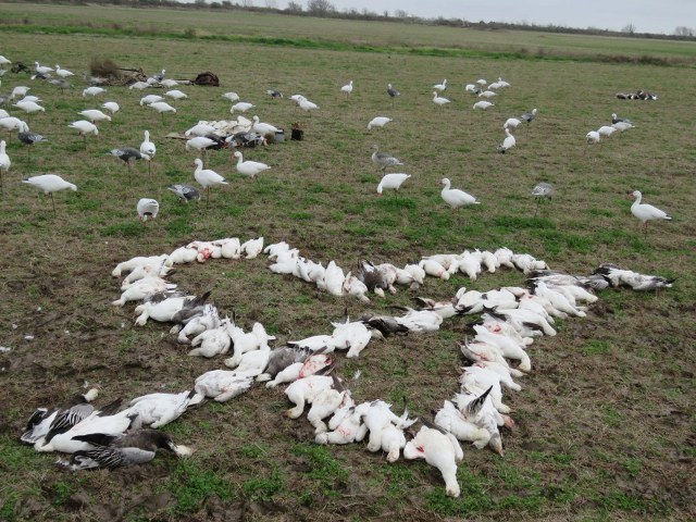 Late Season Snow Goose Hunt