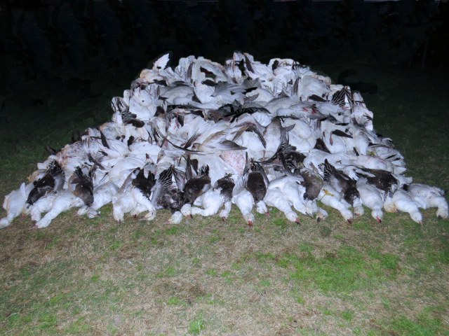 Late Season Snow Goose Hunt