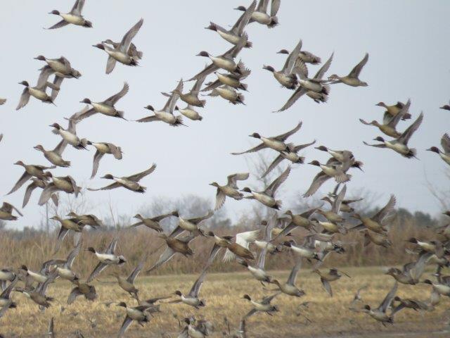 Guided Goose Hunt Texas